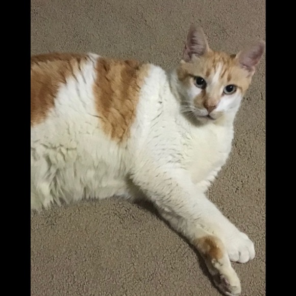 Meet your Posher, Adriana - Picture 2 of 2